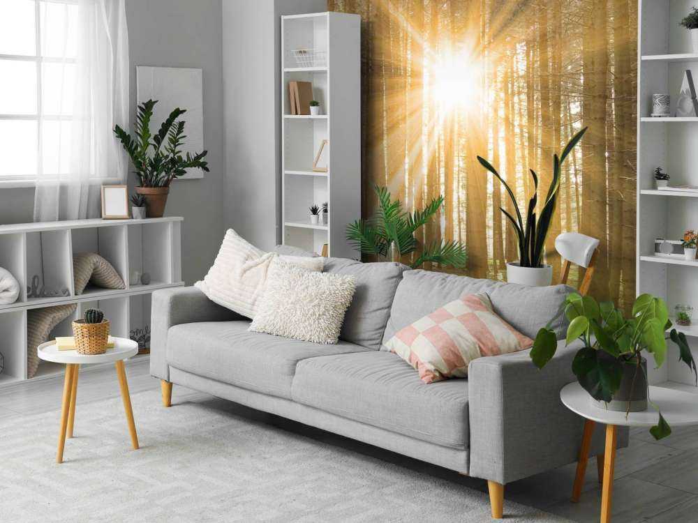 Pine forest with sunshine