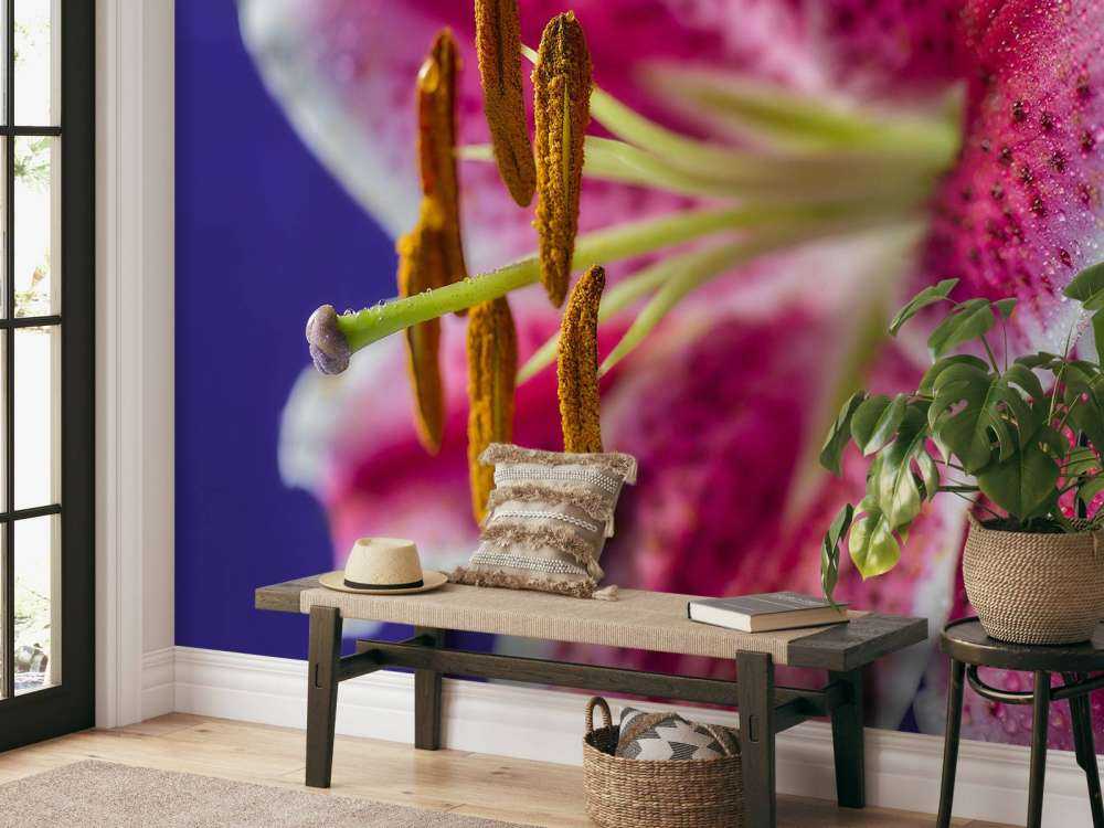 Close-up pink flower