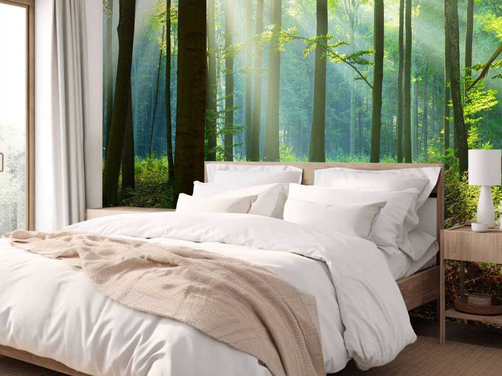 Morning in the forest