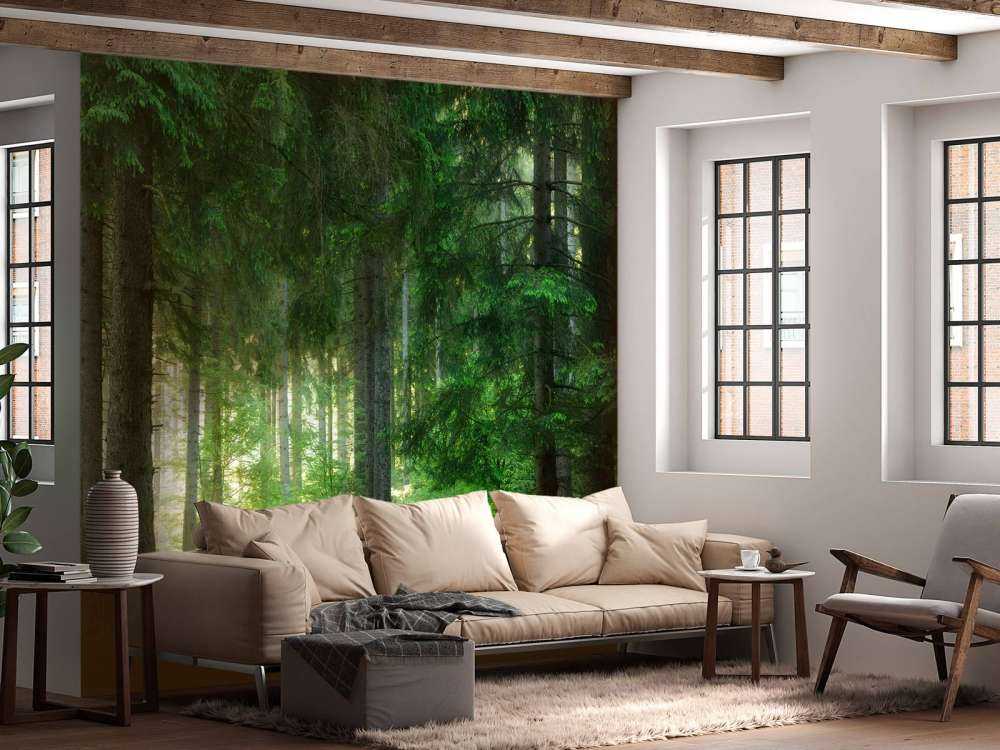 Green conifers forest