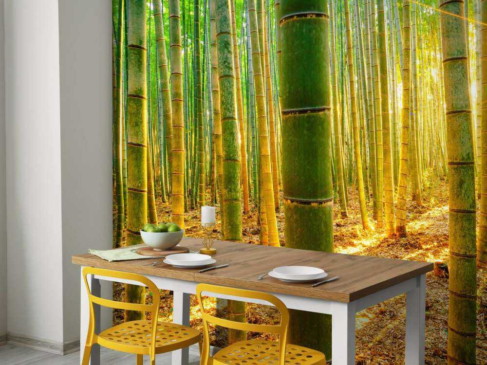 Bamboo forest at sunrise