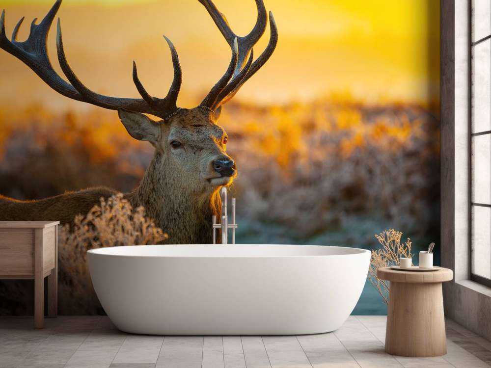 Deer in nature reserve