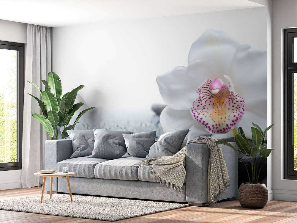 White orchid
