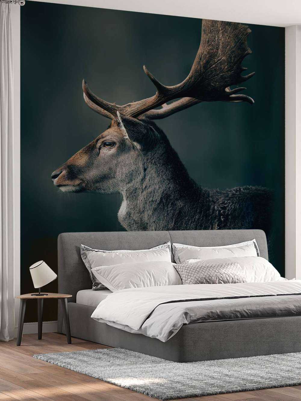 Fallow deer close-up