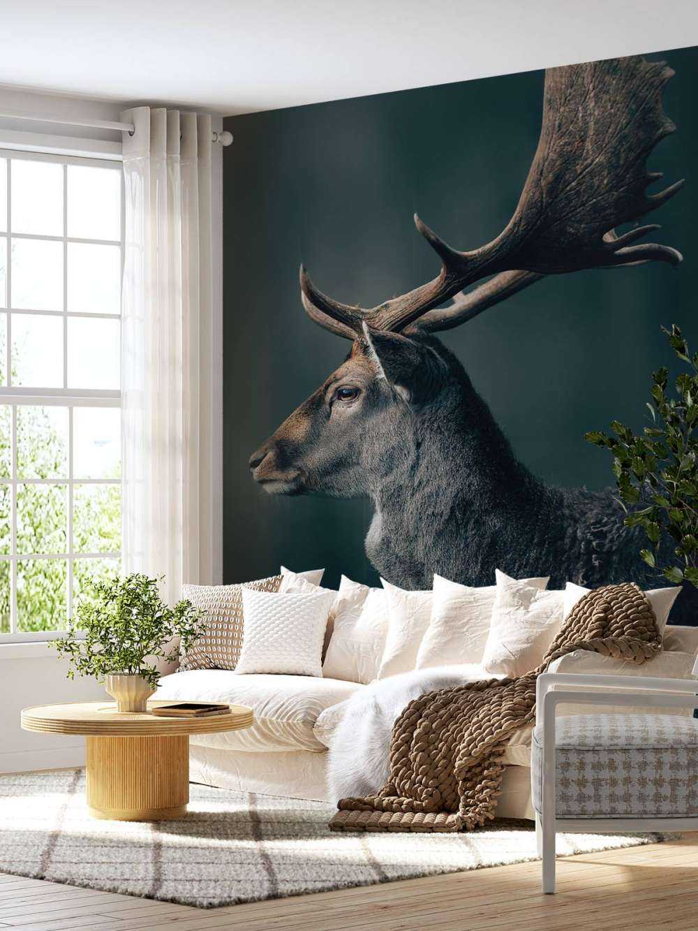 Fallow deer close-up