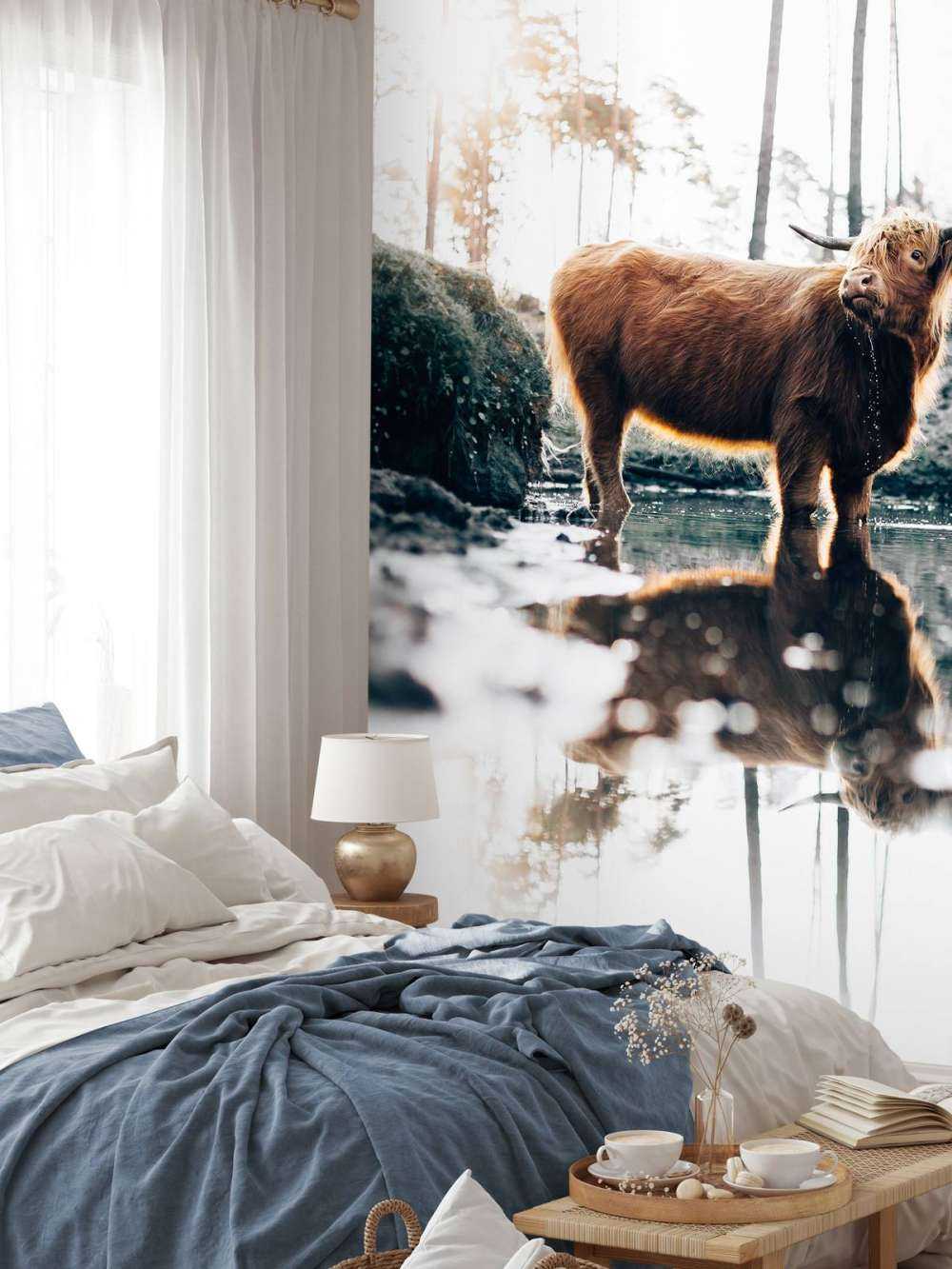 Scottish Highlander in the water