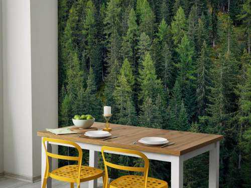 Green spruce forest