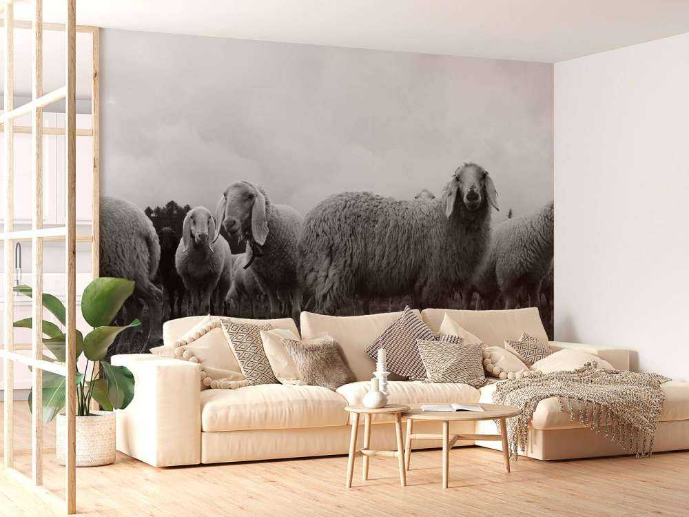 Flock of sheep in black and white