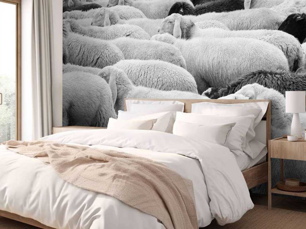 Black and white sheep