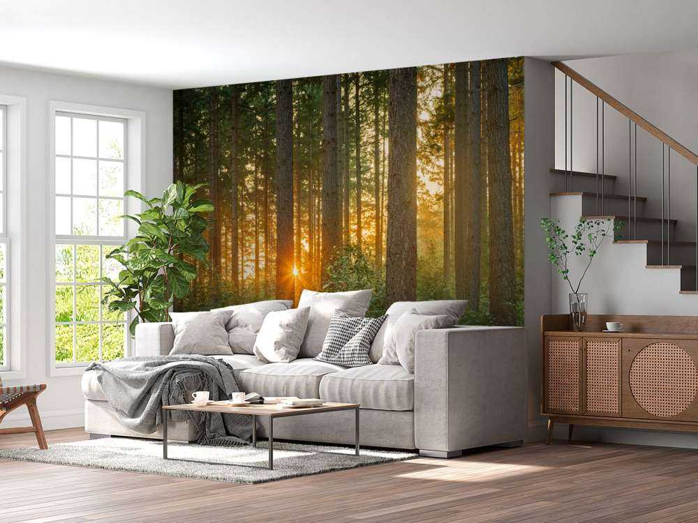 Sunbeams in a coniferous forest