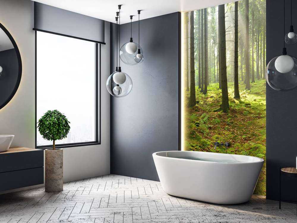 Spruce forest with sunlight