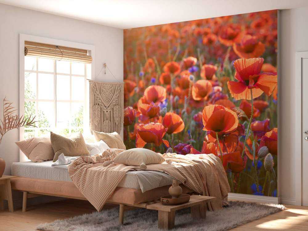 Poppies in the evening light