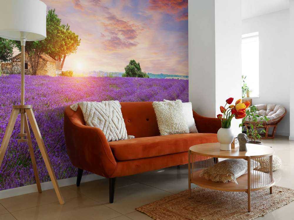 Lavender field during sunrise