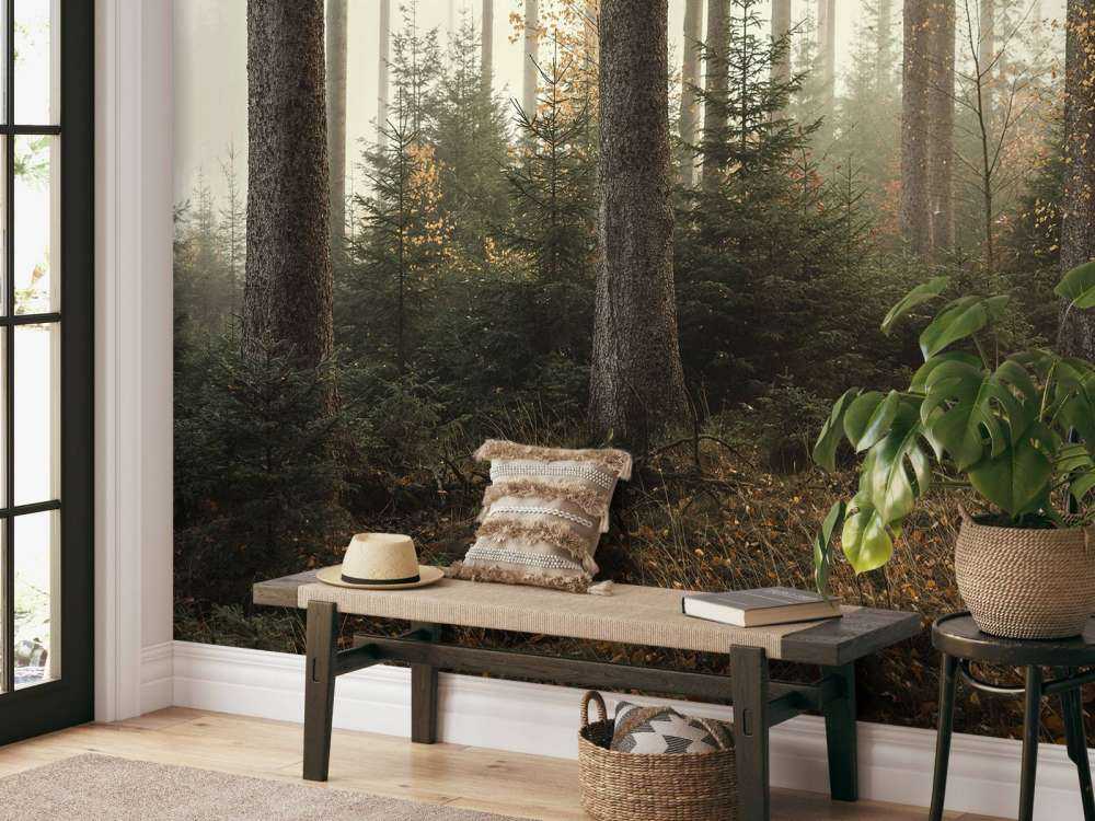 The Kaufunger forest