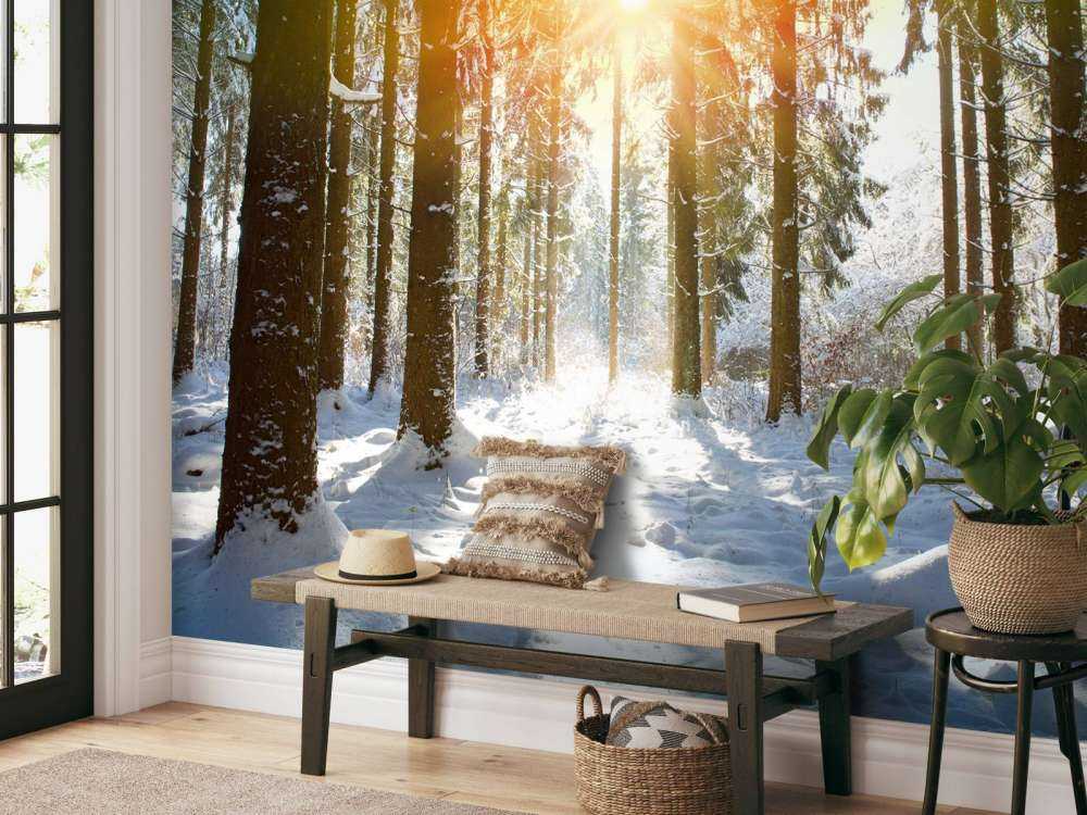 Sunlight in winter forest