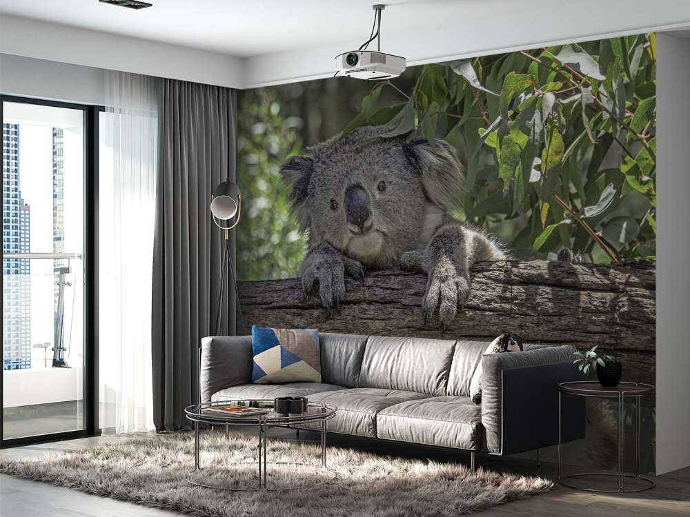 Cute koala