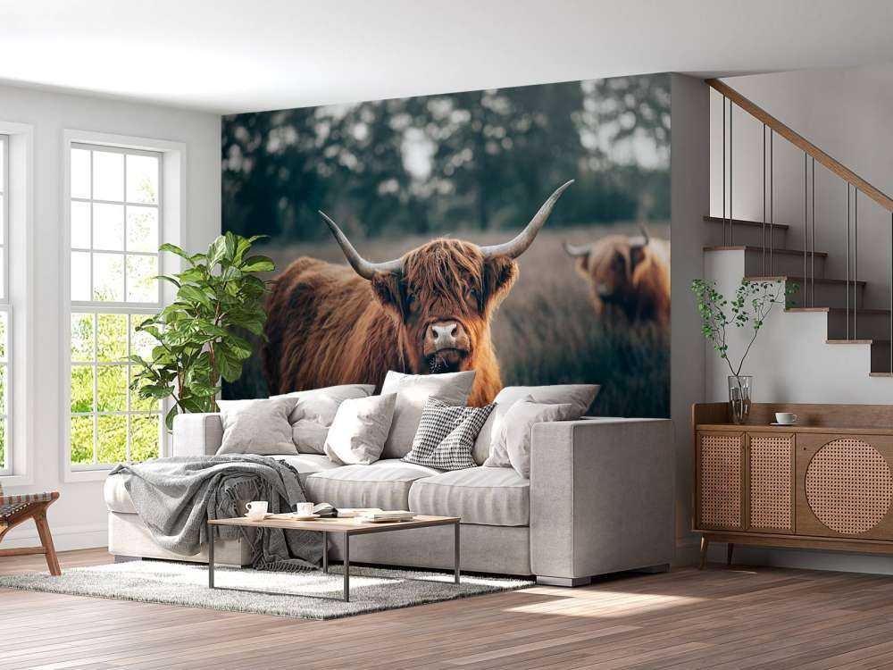 Scottish highlander close-up