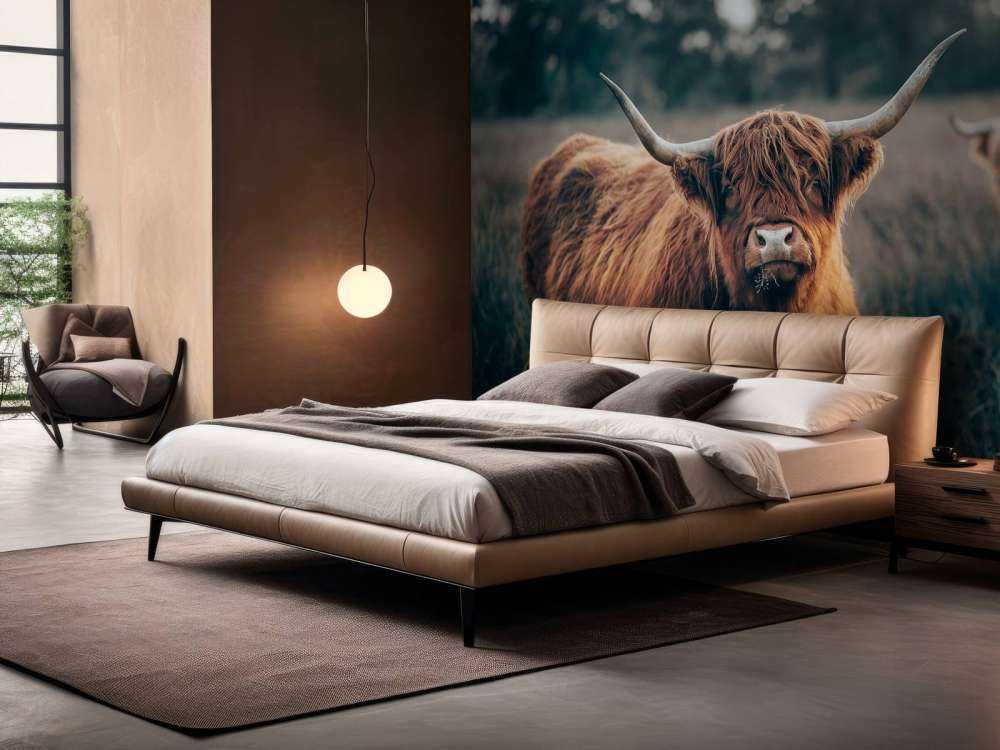 Scottish highlander close-up