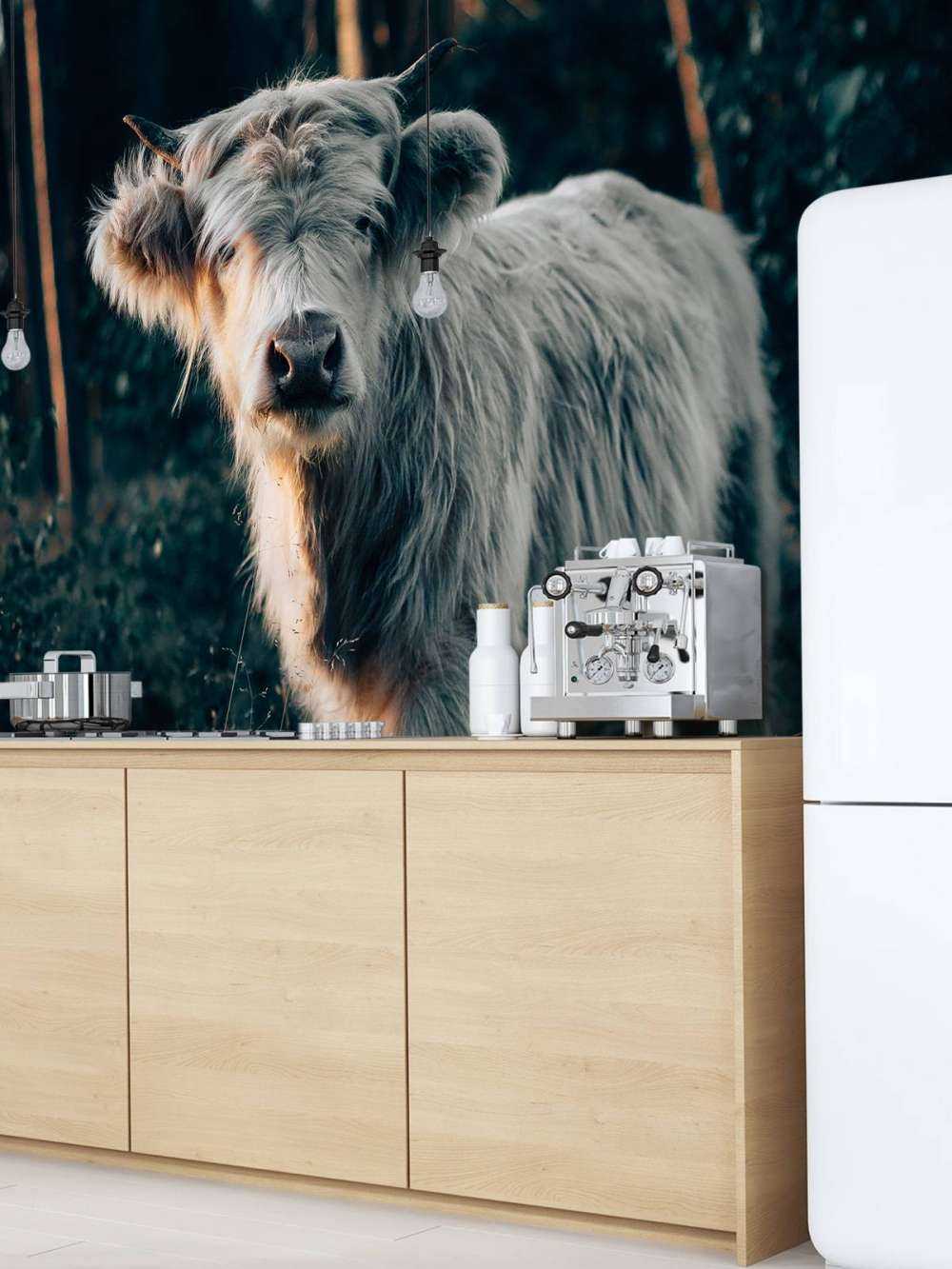 Scottish Highlander calf