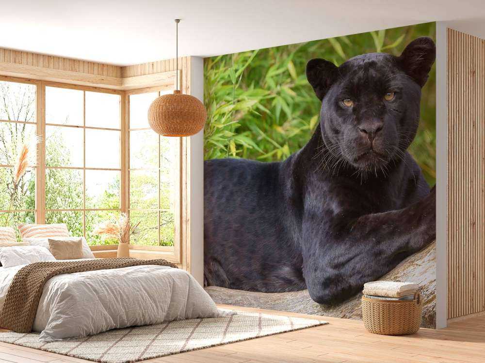 Black panther on a tree