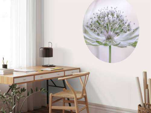 Astrantia