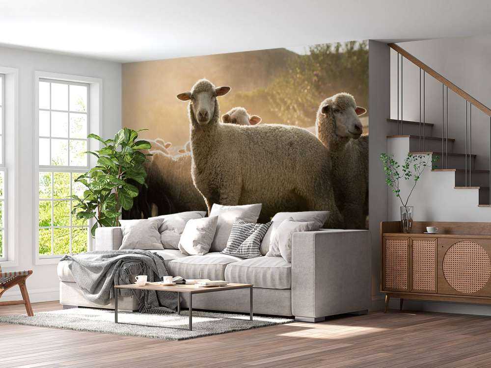Flock of sheep with golden hour