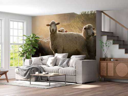 Flock of sheep with golden hour