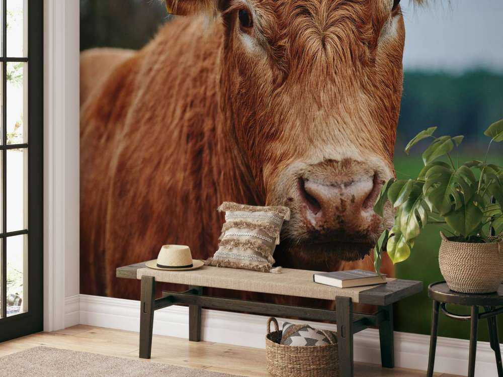 Portrait of a cow