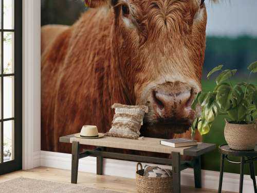 Portrait of a cow