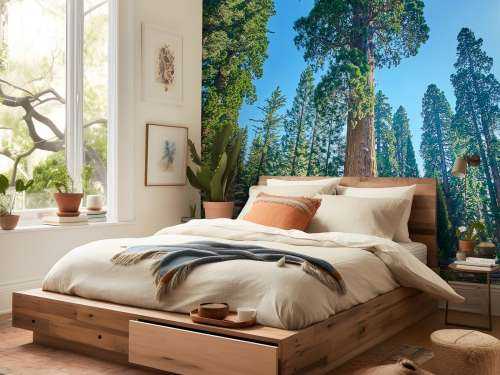 Sequoia trees