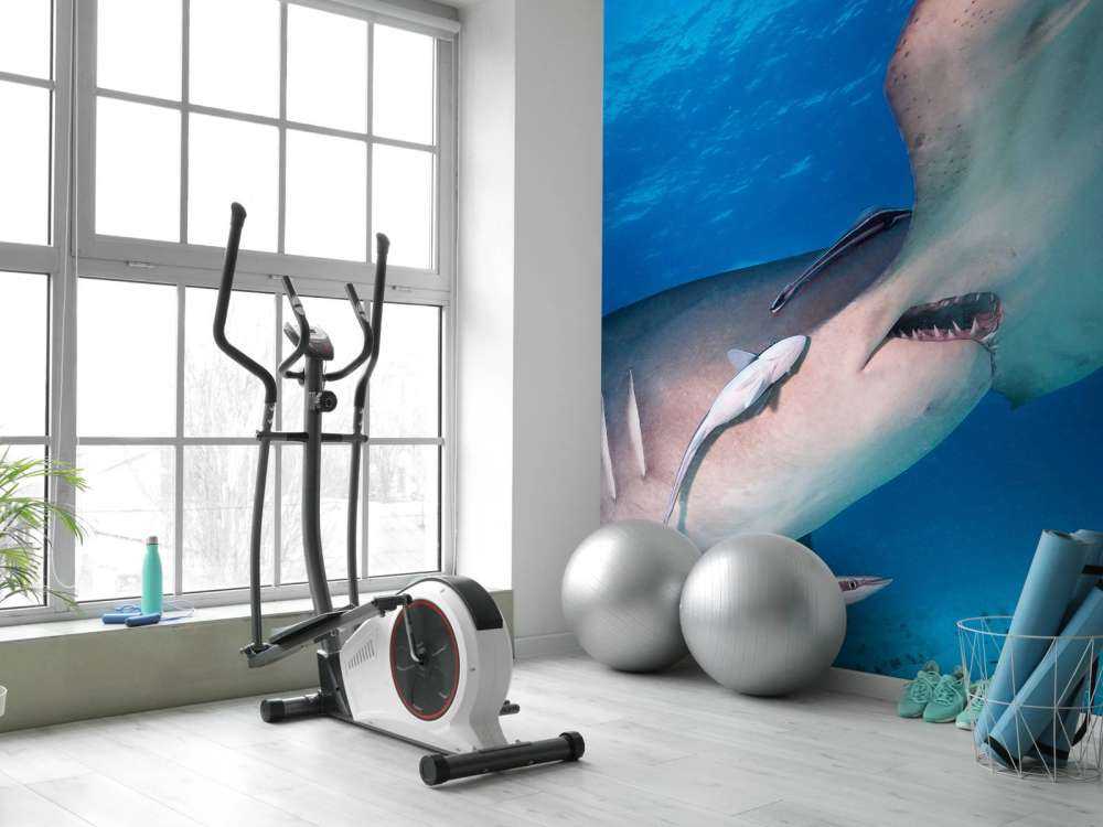Hammerhead shark