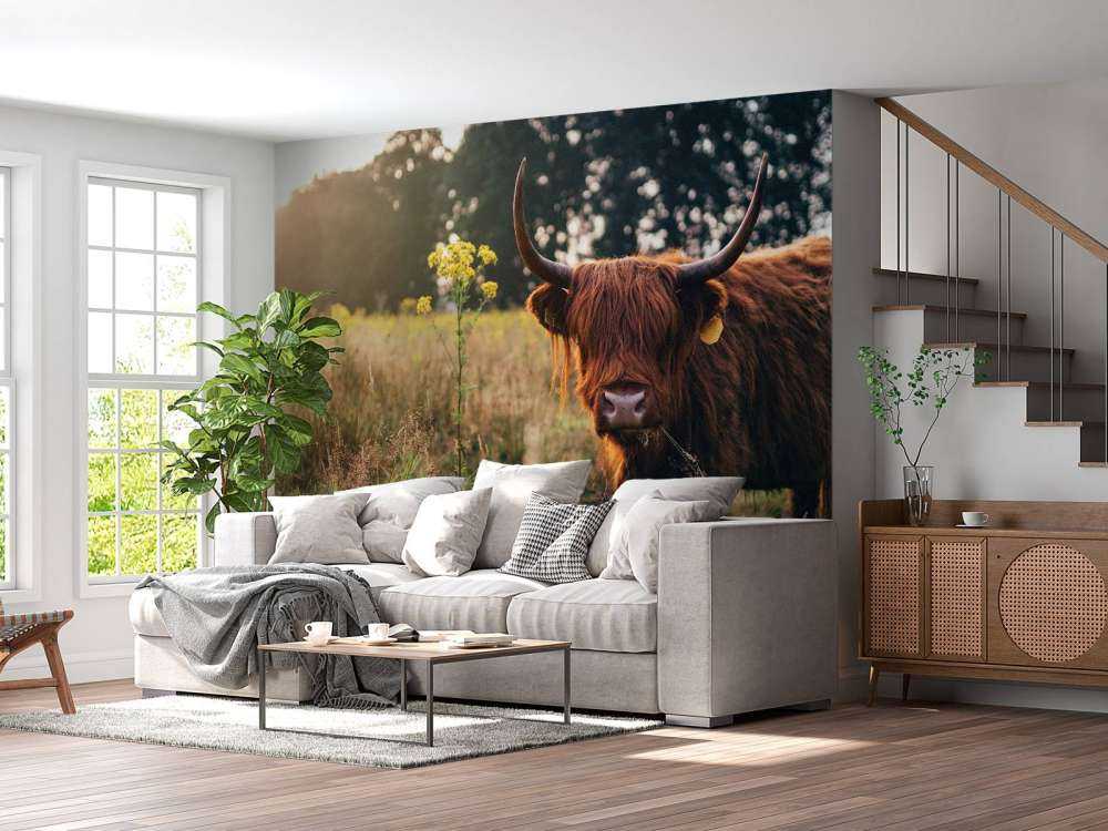 Scottish highlander in the high grass