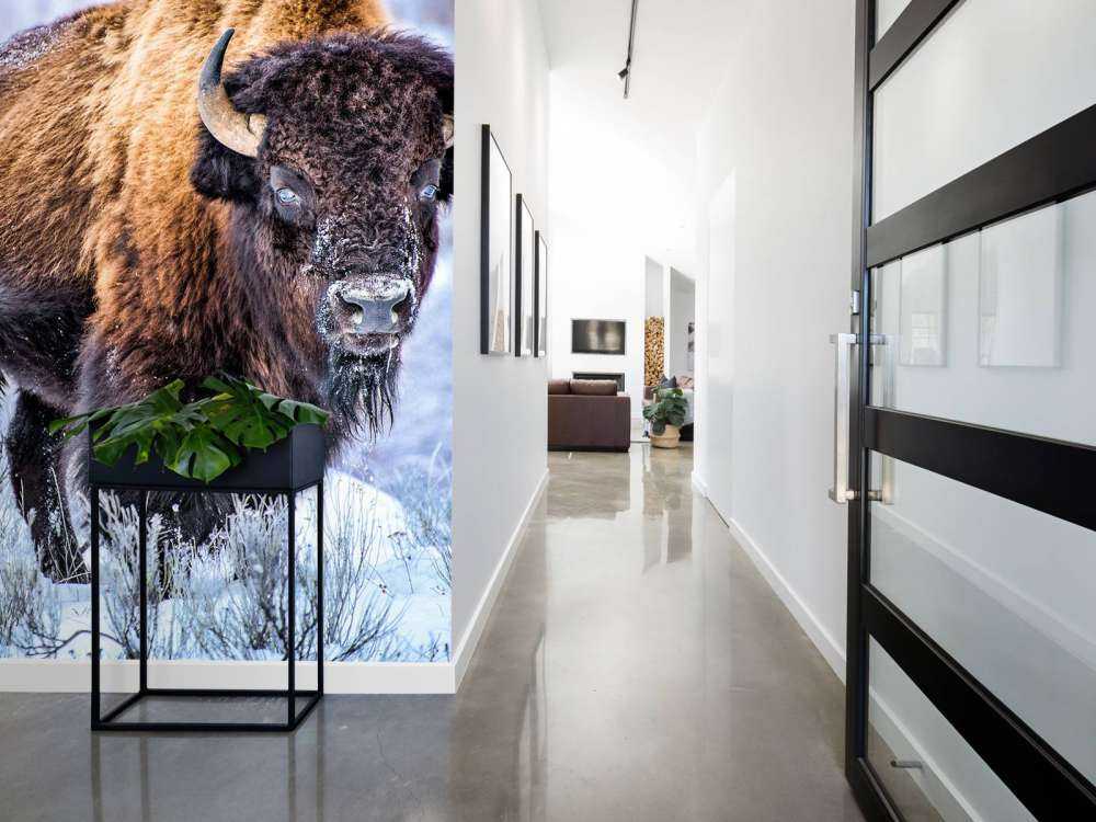 Bison
