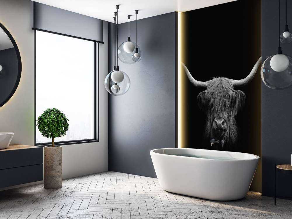 Black and white Scottish Highlander