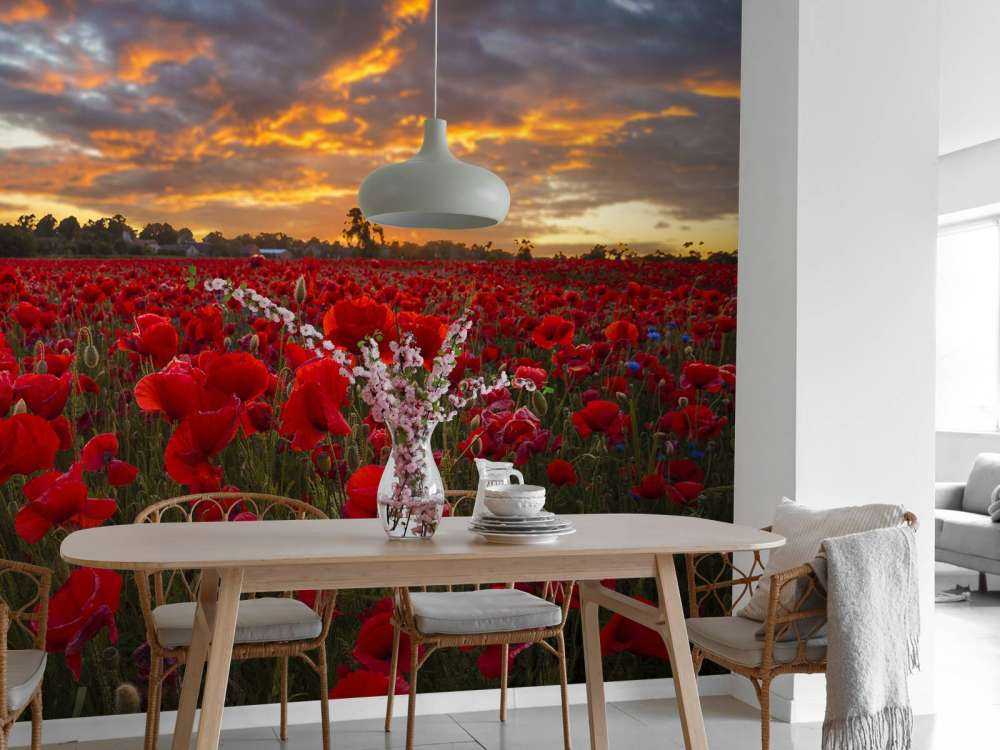 Poppies field with beautiful sky