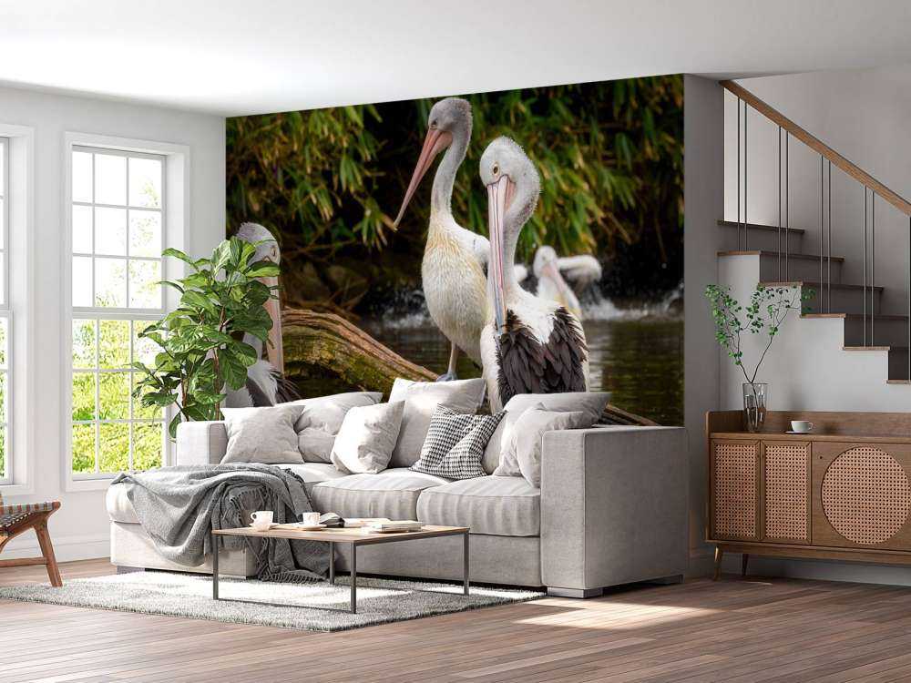 Australian pelicans