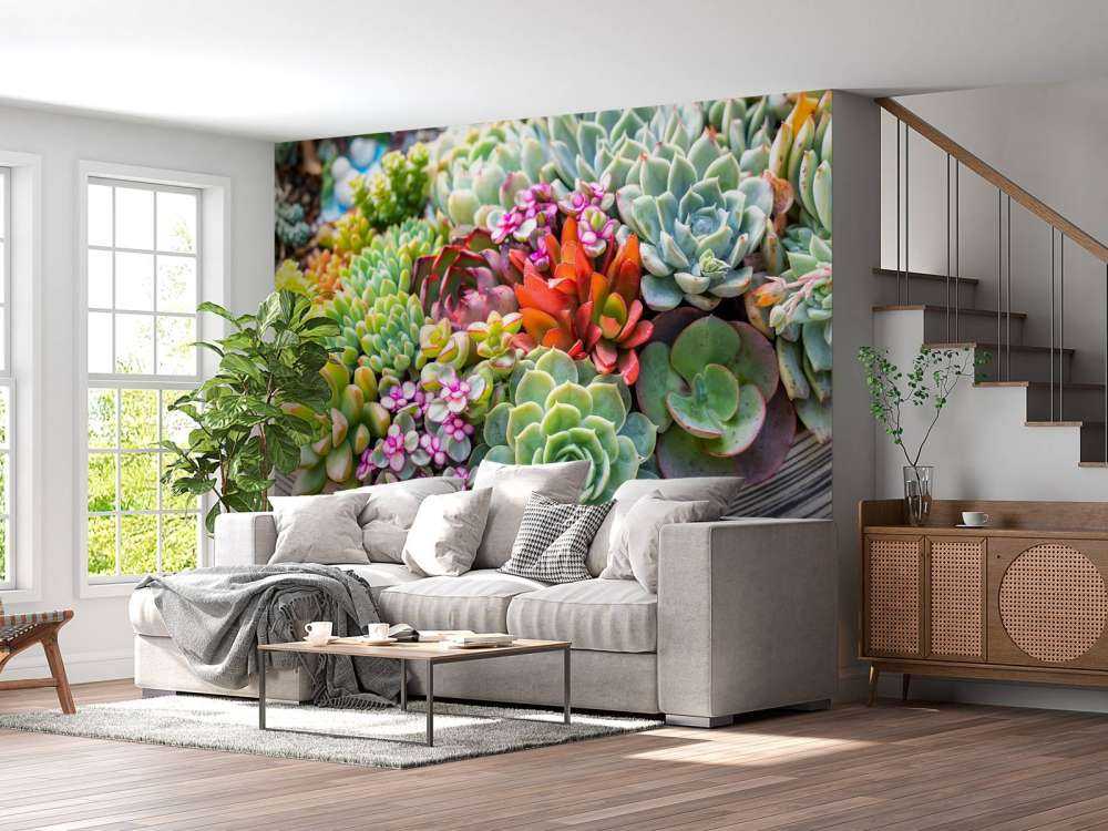 Verschillende vetplanten