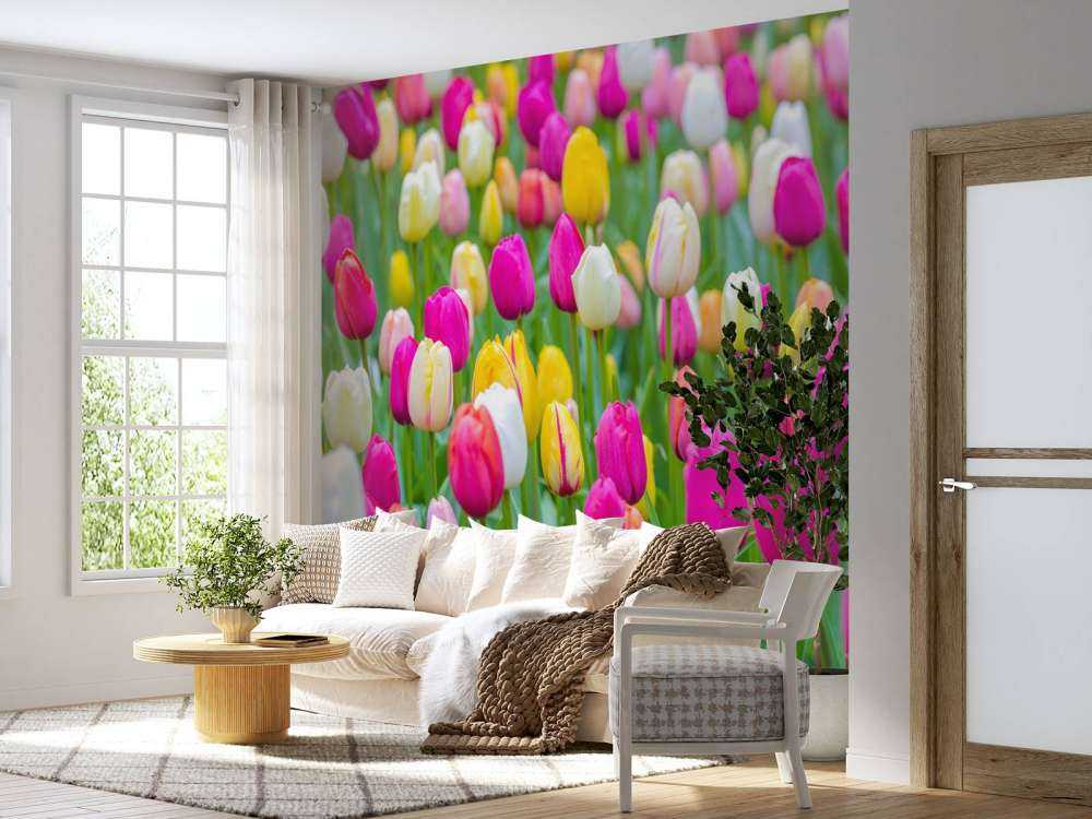 Colorful tulips in a field