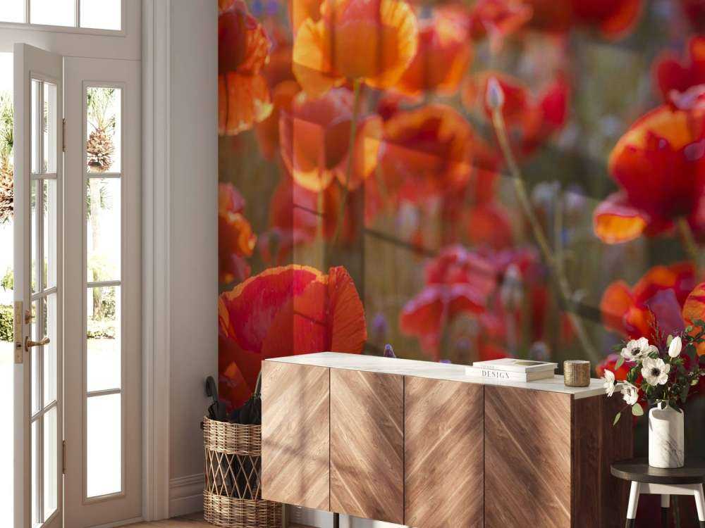 Poppies and cornflowers