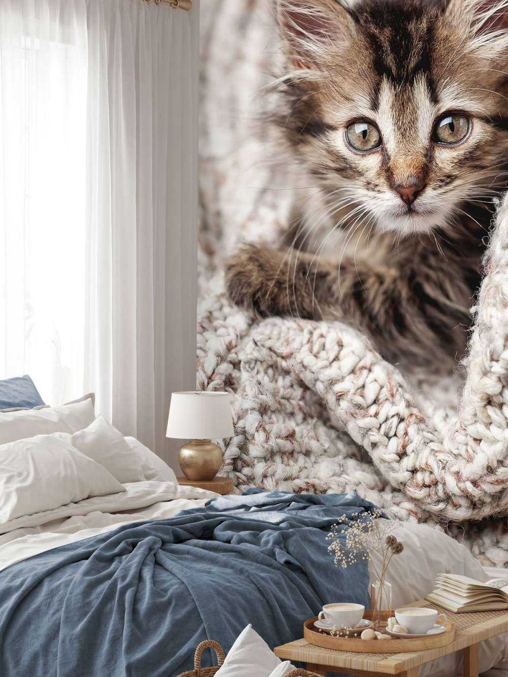 Kitten in a blanket