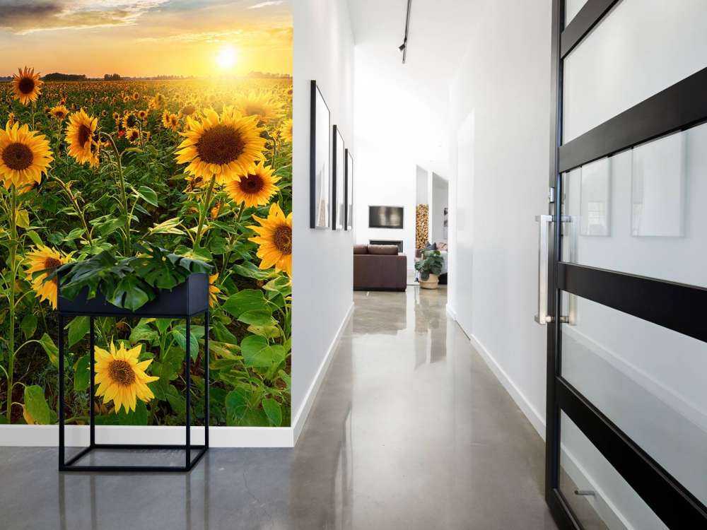 Beautiful field of sunflowers