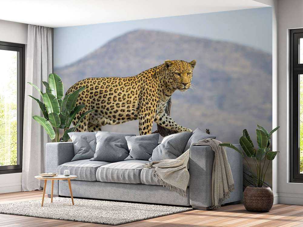 Leopard in Namibia