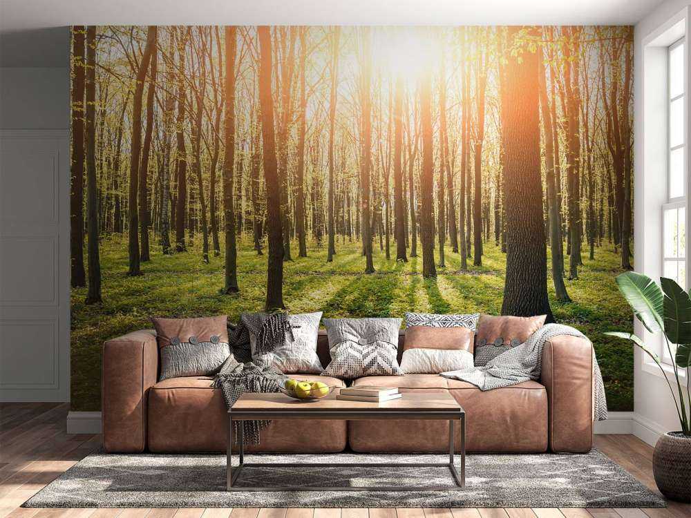 Evening sun in a forest