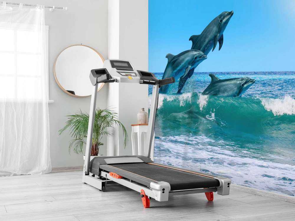 Dolphins at the coast