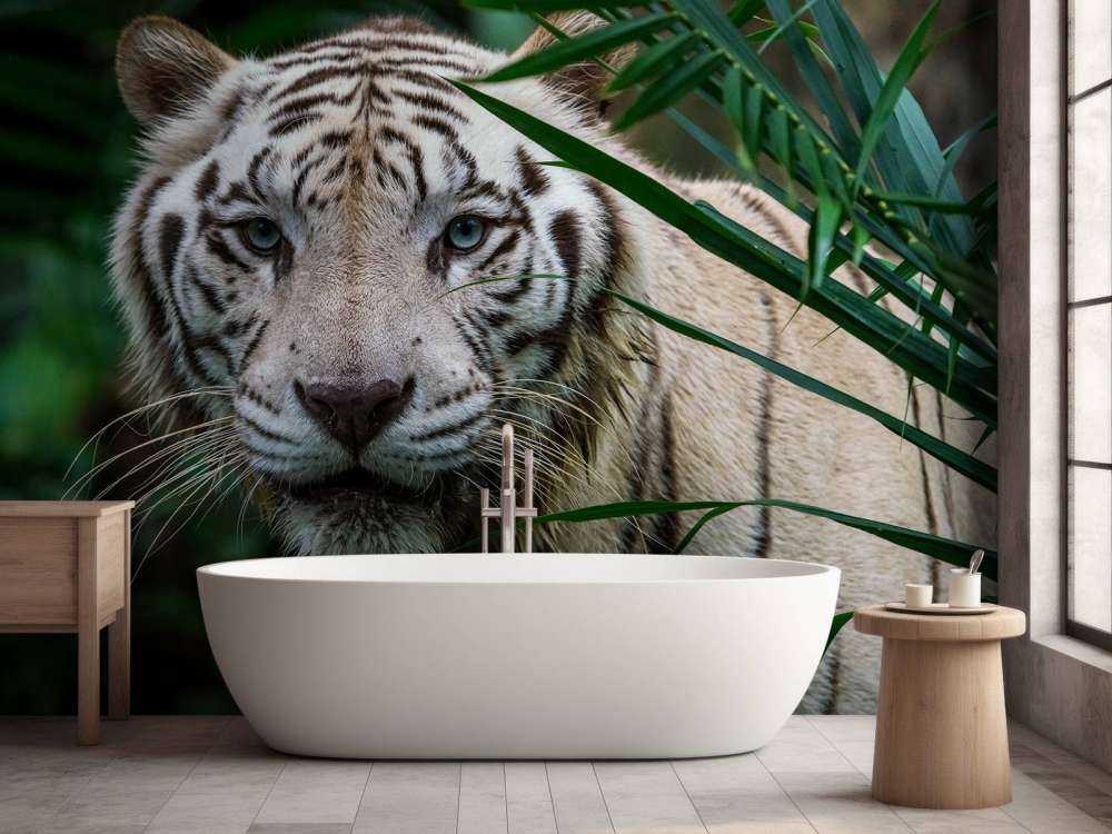 White tiger