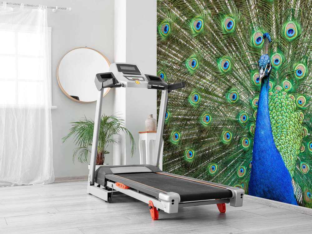 Peacock with dilated feathers