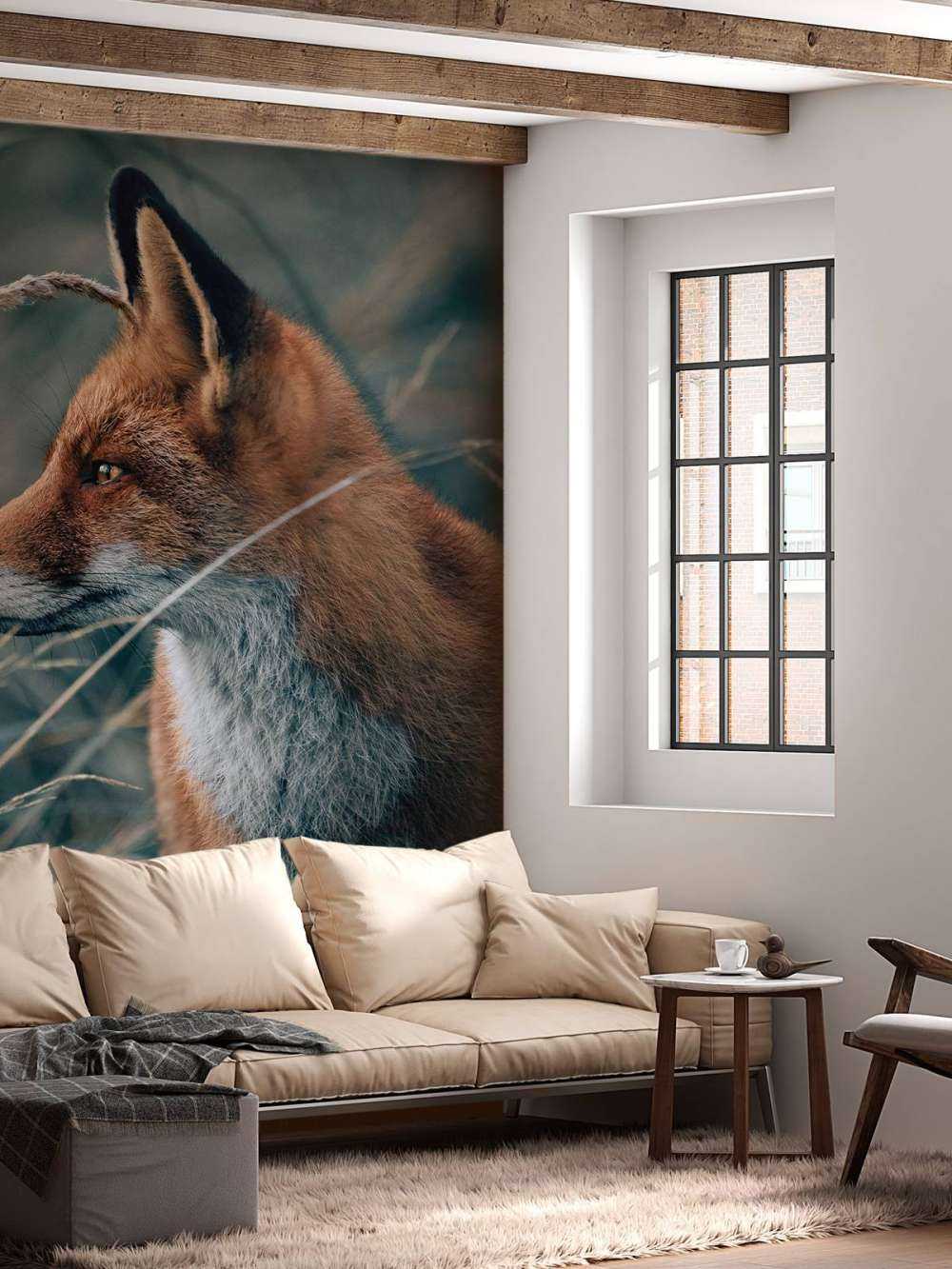 Fox in the dunes
