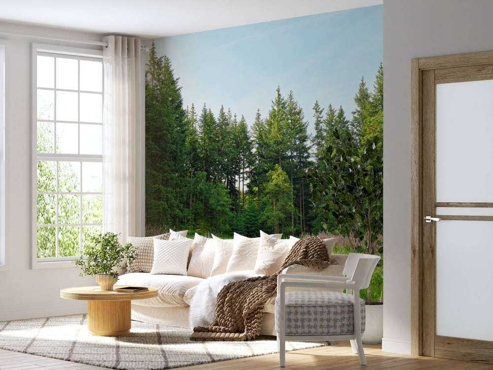 Open space in the forest