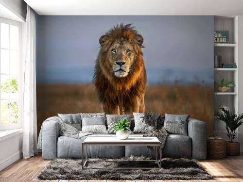Lion Close Up