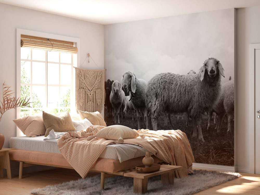 Flock of sheep in black and white